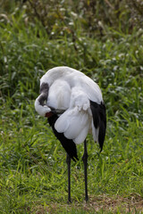Japanese red crowned crane, also known as the Manchurian crane. Japan