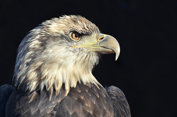 american bald eagle