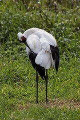 Japanese red crowned crane, also known as the Manchurian crane. Japan