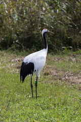 Japanese red crowned crane, also known as the Manchurian crane. Japan