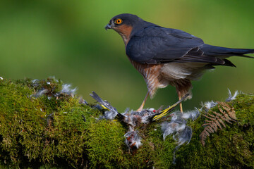 Sparrowhawk (Accipiter nisus), perched sitting on a plucking post with prey. Scotland, UK