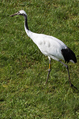 Japanese red crowned crane, also known as the Manchurian crane. Japan