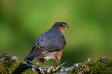 Fototapeta premium Sparrowhawk (Accipiter nisus), perched sitting on a plucking post with prey. Scotland, UK