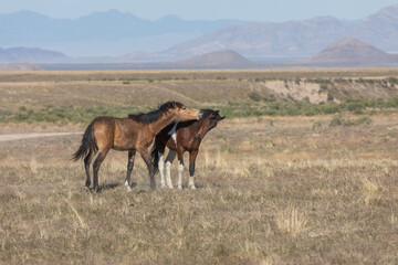 Wild Horse Stallions Fighting in the Utah Desert