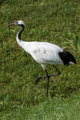 Japanese red crowned crane, also known as the Manchurian crane. Japan