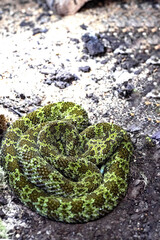 The very rare Mangshan pitviper, Protobothrops mangshanensis, has a beautiful camouflage color, perhaps overlooked.