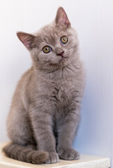Portrait of cute lilac british short hair kitten with blue eyes. Selective  focus.