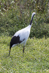 Japanese red crowned crane, also known as the Manchurian crane. Japan
