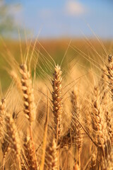 Wheat field against a blue sky