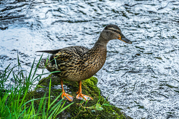 Duck looking for water