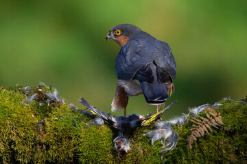 Sparrowhawk (Accipiter nisus), perched sitting on a plucking post with prey. Scotland, UK