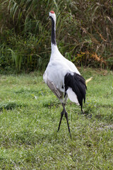 Japanese red crowned crane, also known as the Manchurian crane. Japan