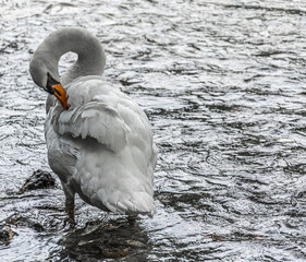 White swan grooming in the river