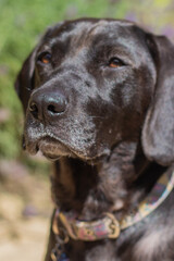 Labrador Cross in the Garden