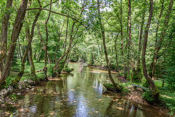 River stream goes under the trees