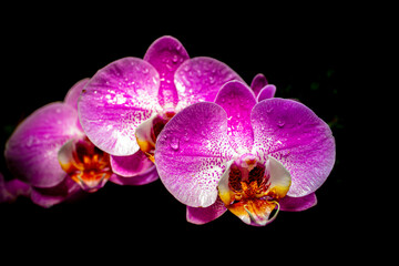 Obraz na płótnie Canvas pink orchid on black background
