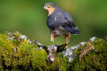 Sparrowhawk (Accipiter nisus), perched sitting on a plucking post with prey. Scotland, UK