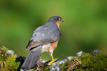 Sparrowhawk (Accipiter nisus), perched sitting on a plucking post with prey. Scotland, UK
