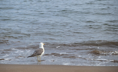 海鳥　素材