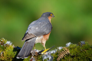 Sparrowhawk (Accipiter nisus), perched sitting on a plucking post with prey. Scotland, UK