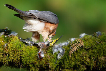 Sparrowhawk (Accipiter nisus), perched sitting on a plucking post with prey. Scotland, UK