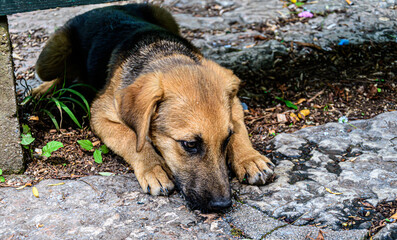 Dog lying on the street