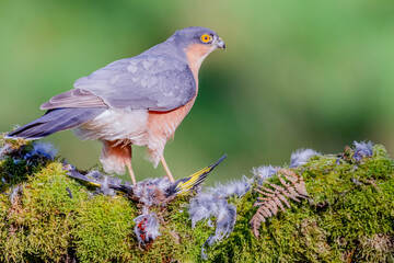 Sparrowhawk (Accipiter nisus), perched sitting on a plucking post with prey. Scotland, UK