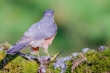 Sparrowhawk (Accipiter nisus), perched sitting on a plucking post with prey. Scotland, UK