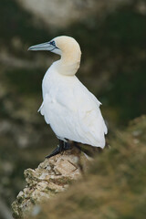 Gannet on the rocks