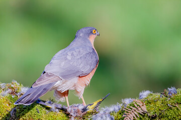 Sparrowhawk (Accipiter nisus), perched sitting on a plucking post with prey. Scotland, UK