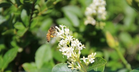 Honey Bee with pollen working flying over white flowers