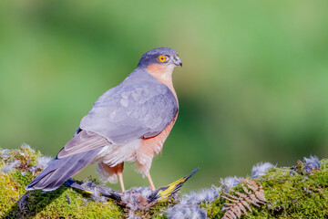 Naklejka premium Sparrowhawk (Accipiter nisus), perched sitting on a plucking post with prey. Scotland, UK