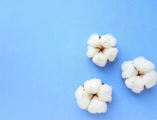 The cotton flower is tender and fluffy on a bright blue background.