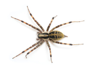 spider on a white background, Agelena silvatica