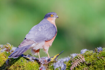 Sparrowhawk (Accipiter nisus), perched sitting on a plucking post with prey. Scotland, UK