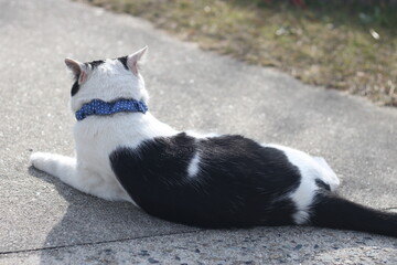 Close up of a cute black and white cat at Onomichi, Japan, Asia