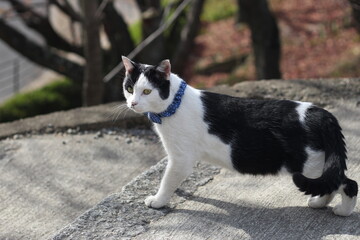 Close up of a cute black and white cat at Onomichi, Japan, Asia