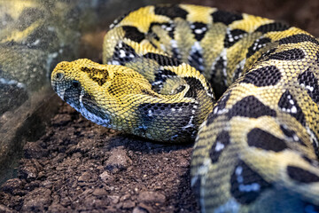The Ethiopian mountain adder, Bitis parviocula, a very rare viper lives in the mountains of Ethiopia