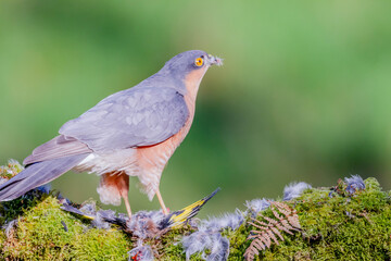 Obraz premium Sparrowhawk (Accipiter nisus), perched sitting on a plucking post with prey. Scotland, UK