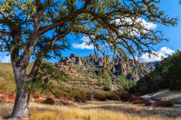 Oak Tree Growing in Chaparral Arching Over Pinnacles in the Background, Pinnacles National Park, California, USA