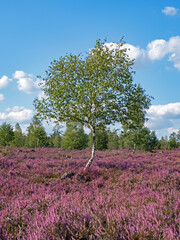 Lüneburger Heide mit Birke, Niedersachsen, Deutschland