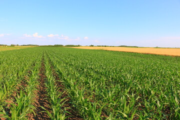 Fototapeta na wymiar A huge corn field. Lots of green shoots of green corn