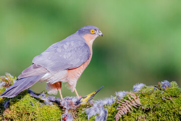 Sparrowhawk (Accipiter nisus), perched sitting on a plucking post with prey. Scotland, UK