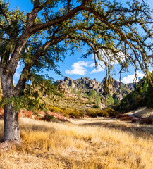 Oak Tree Growing in Chaparral Arching Over Pinnacles in the Background, Pinnacles National Park, California, USA