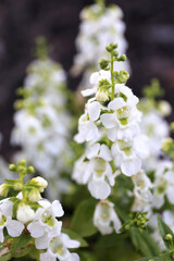 Angelface White Summer Snapdragon, Angelonia Flower