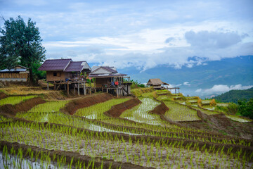Fototapeta na wymiar Beautiful landscape rice fields on terraced of Ban Pa Bong Piang in the planting season, Chiangmai, Thailand