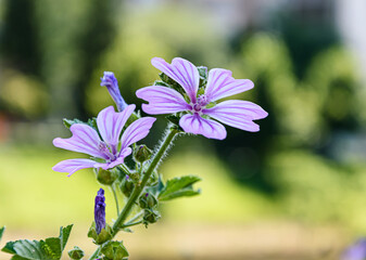 Chicory flowers blooming