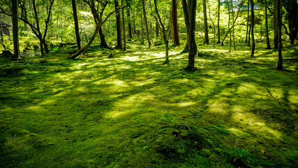 Obraz premium 美しい苔の緑