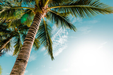Obraz premium Palm tree at sea with beautiful scene clear sky view and seeing good weather. Vacation and summer travel background concept. Happy to relax on holiday on a sandy tropical beach in Phuket, Thailand.