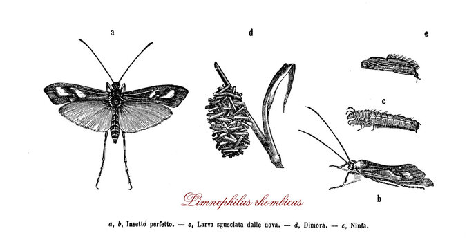 Limnephilus rhombicus brown caddishfly native to Europe and Asia from aquatic larvae, the pupa swimming to the surface before flying away as an adult